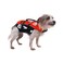 EzyDog DFD Micro Dog Life Jacket for Small Dogs Adjustable Swimming Safety Vest for Dogs Under 15 Pounds with Reflective Trim Durable Grab Handle XSmall Red