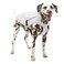 Kurgo Halifax Rain Shell Dog Raincoat Waterproof Rain Jacket for Dogs Pet Poncho Reflective Leash Opening Quick Release Buckles Stormy White Medium