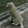 Petsyards Raincoat Packable Hooded Dog Rain Jacket Reflective Strips Lightweight Adjustable Poncho for Small Medium Large Dogs Army GreenXS Back11 Inches