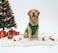 Chol&Vivi CholVivi Dog Clothes 2pcs Soft Breathable Cotton TShirts XL Size Black and Dark Green