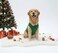 Chol&Vivi CholVivi Dog Clothes 2pcs Soft Cotton TShirts for Small Medium Large Extra Large Dogs Black and Dark Green XXS 12 Chest
