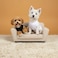 Chol&amp;Vivi CholVivi Dog Clothes 2pcs Soft Cotton TShirts for Small Medium Large Extra Large Dogs Black and White M 18 Chest