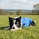 Chol&Vivi CholVivi Dog Clothes 2pcs Soft Cotton TShirts for Small Medium Large Extra Large Dogs Blue and Purple XXS 12 Chest