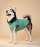 Chol&Vivi CholVivi Dog Clothes 2pcs Soft Cotton TShirts for Small Medium Large Extra Large Dogs Light Blue and Green M 18 Chest