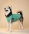 Chol&Vivi CholVivi Dog Clothes 2pcs Soft Cotton TShirts for Small Medium Large Extra Large Dogs Light Blue and Green M 18 Chest