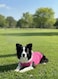 Chol&Vivi CholVivi Dog Clothes 2pcs Soft Cotton TShirts for Small Medium Large Extra Large Dogs Pink and Rose Red S 16 Chest