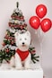 Chol&Vivi CholVivi Dog Clothes 2pcs Soft Cotton TShirts for Small Medium Large Extra Large Dogs Red and Orange S 16 Chest