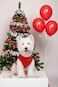 Chol&Vivi CholVivi Dog Clothes 2pcs Soft Cotton TShirts for Small Medium Large Extra Large Dogs Red and Orange S 16 Chest