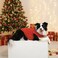 Chol&Vivi CholVivi Dog Clothes 2pcs Soft Cotton TShirts for Small Medium Large Extra Large Dogs Red and Orange XXS 12 Chest