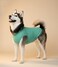 Chol&amp;Vivi CholVivi Plain Dog TShirt 2pcs Blank Cotton Shirts Fit for Extra Small to Extra Large Size Dogs Sleeveless Apparel Soft and Lightweight Tank Top for All Breeds Light Blue and Green Large