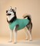 Chol&amp;Vivi CholVivi Plain Dog TShirt 2pcs Blank Cotton Shirts Fit for Extra Small to Extra Large Size Dogs Sleeveless Apparel Soft and Lightweight Tank Top for All Breeds Light Blue and Green Large