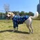 PriPre Dog Navy T Shirts with Universe Dinosaur Pattern Printed Pet Shirt Softable Pajamas for Large Dogs XXL Navy