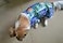 Tangpan Hawaiian Beach Coconut Tree Print Dog Shirt Summer Camp Shirt ClothesBlueM