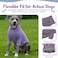 Tooth & Tooth Honey Dog Shirt for Large Dogs Purple Grey Striped Breathable Cotton Spandex Pullover Full Underbelly Coverage Lightweight Long Sleeve Dog Clothes