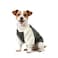 LESYPET Dog Sweater for Small to Medium Dogs Fleece Lining Puppy Sweatshirt in Winter Warm Puppy Clothes Pullover Jumper Grey XLarge