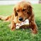 Tikaton Hammerbone Durable Dog Chew Toy for Aggressive Chewers Beef Flavor Dog Toy Large