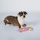 Fringe Studio Brut Rose ChampagnePlush Dog Toy 289391 Pet Shop Collection