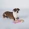 Fringe Studio Brut Rose ChampagnePlush Dog Toy 289391 Pet Shop Collection