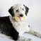 Midlee Plush Easter Egg Dog Toy with Squeaker YellowLarge