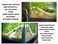 FROSTO Aquarium Terrarium Corner Underground Cave Faux Mangrove Root Hideout for Betta Corydoras Shrimp Geckos Snakes NaturalLook Tank Decor in Textured Root Style Desert Tan 75x75x4