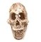 Driak 3Pcs Fish Tank Decorative Aquarium Decorations Head Bone Skull Resin Ornament for Reptile or Fish