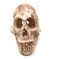 Driak 3Pcs Fish Tank Decorative Aquarium Decorations Head Bone Skull Resin Ornament for Reptile or Fish