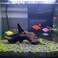 emours EmoursTM Aquarium Sinkable Driftwood Fish Tank Decoration Small