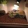 PINVNBY Turtle Basking PlatformTortoise Resin Dock Resting Rock Reptile Habitat Ornament Hiding Cave Floating Ledge Aquarium Decoration for Bearded DragonsLizardNewtsFrogs