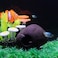 Saim Aquarium Decorations Clay Hiding Breeding Cave Fish Tank Ornaments for Baby Betta Fish Amano Shrimp Cichlid Bonsai to Play Hide and Rest Small