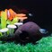Saim Aquarium Decorations Clay Hiding Breeding Cave Fish Tank Ornaments for Baby Betta Fish Amano Shrimp Cichlid Bonsai to Play Hide and Rest Small