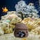 Saim Aquarium Mushroom House Decorations Ceramic Fish Tank Cave Hideaway Small Fish Shrimp Breeding Cave Fish Tank Landscape Decor for Territorial Fish Shrimp to Rest and Breed Hiding Brown