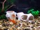 SpringSmart 2Pack Aquarium Cave Artificial Plant Fish Hideout Decorations for Betta Shrimp to Breed Play