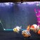 Saim 16 inch Aquarium Air Stone Bar 2 Piece Bubbles Release Oxygen Diffuser Bar Fish Tank Mineral Air Bubble Air Stone Bar for Nano Air Pump Small Bucket and Fish Tank