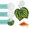 SLSON Fishes Veggie Seaweed Plant Suction Cup Clip Feeding Tool Feed Holder Aquarium Accessories for Fish Tank Fish Feeder Clips 4Pack Transparent