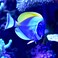 Seachem Marine Buffer 4 kg 88 lbs