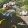 Tetra Pond 16455 Variety Blend Food 529Ounce 1Liter