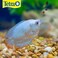 Tetra Min Tropical Granules 352 Ounces Nutritionally Balanced Fish Food