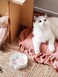 LE TAUCI Cat Food Bowl Ceramic 8 oz Small Shallow for Indoor KittenRelief Whisker Fatigue Cute Paw Design Pet Dish with Slow Feed Function