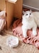 LE TAUCI Cat Food Bowl Ceramic 8 oz Small Shallow for Indoor KittenRelief Whisker Fatigue Cute Paw Design Pet Dish with Slow Feed Function