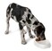 Doskocil Petmate 23174 Double Diner Pet Dish Small