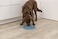TRIXIE Slow Feeding Mat Dog Puzzle Prevents Bloating Weight Control Mental Stimulation Ease Pet Anxiety