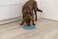TRIXIE Slow Feeding Mat Dog Puzzle Prevents Bloating Weight Control Mental Stimulation Ease Pet Anxiety
