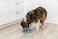 TRIXIE Slow Feeding Mat Dog Puzzle Prevents Bloating Weight Control Mental Stimulation Ease Pet Anxiety