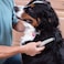 Allstar Innovations Allstar HI KN124 Knot Out Electric Pet Grooming Comb BlackGrey