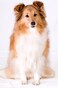 RenuPlex Extra Strength Dog Shampoo Supports Skin Problems Unconditional Made in USA