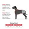 Poualss 2Pcs Adjustable Dog Suspenders