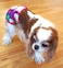 Dr. Judy Dr Judy Morgans Naturally Healthy Pets Washable Reusable Dog Diapers Small