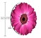 Amcove Mouse Pad Isolated Purple Gerbera Daisy Round Mousepad NonSlip Rubber Base Customized Gaming Mouse Mat for Laptop Computer PC