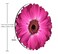 Amcove Mouse Pad Isolated Purple Gerbera Daisy Round Mousepad NonSlip Rubber Base Customized Gaming Mouse Mat for Laptop Computer PC