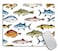 TSSOHU Mouse PadFishs Mouse Pad Mouse Mat Square Mouse Pad NonSlip Rubber Base MousePads for Office Laptop 95x79x012 Inch